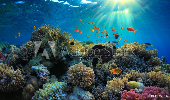 Bild på Underwater view